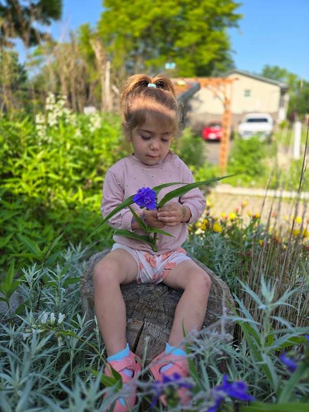 A child studying a purple flower in the garden