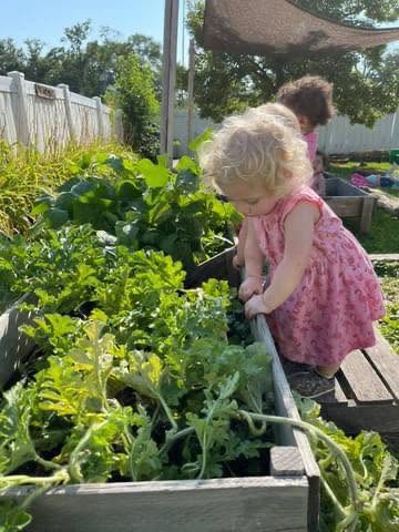 Young child exploring plants in a raised garden bed