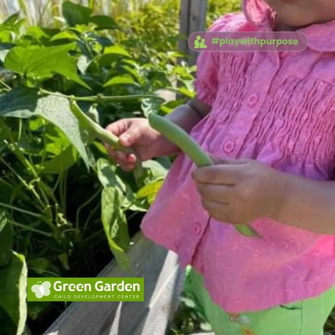 Child holding freshly picked green beans beside plants