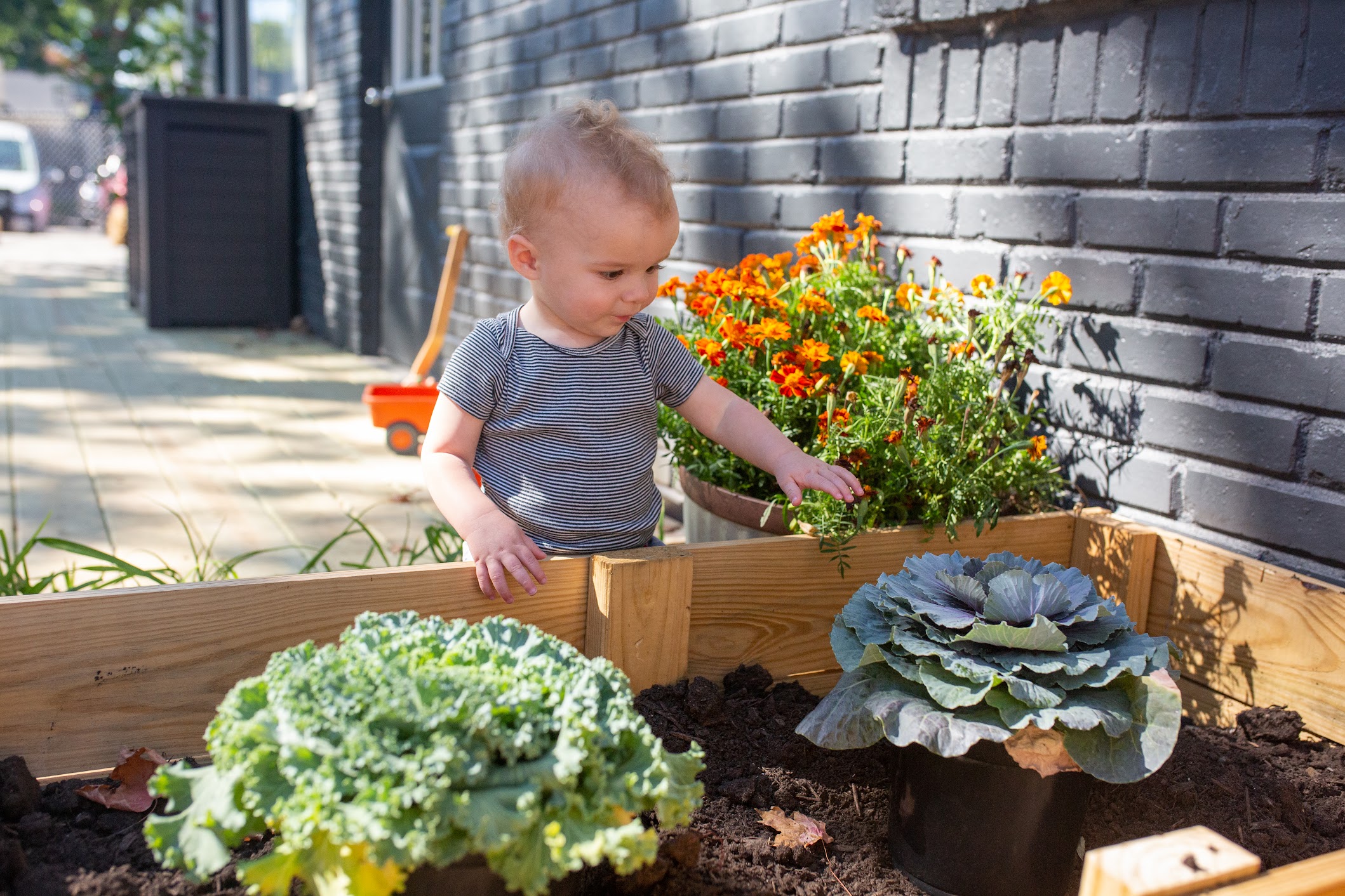 Young child reaching toward flowers and leafy plants in a raised garden bed