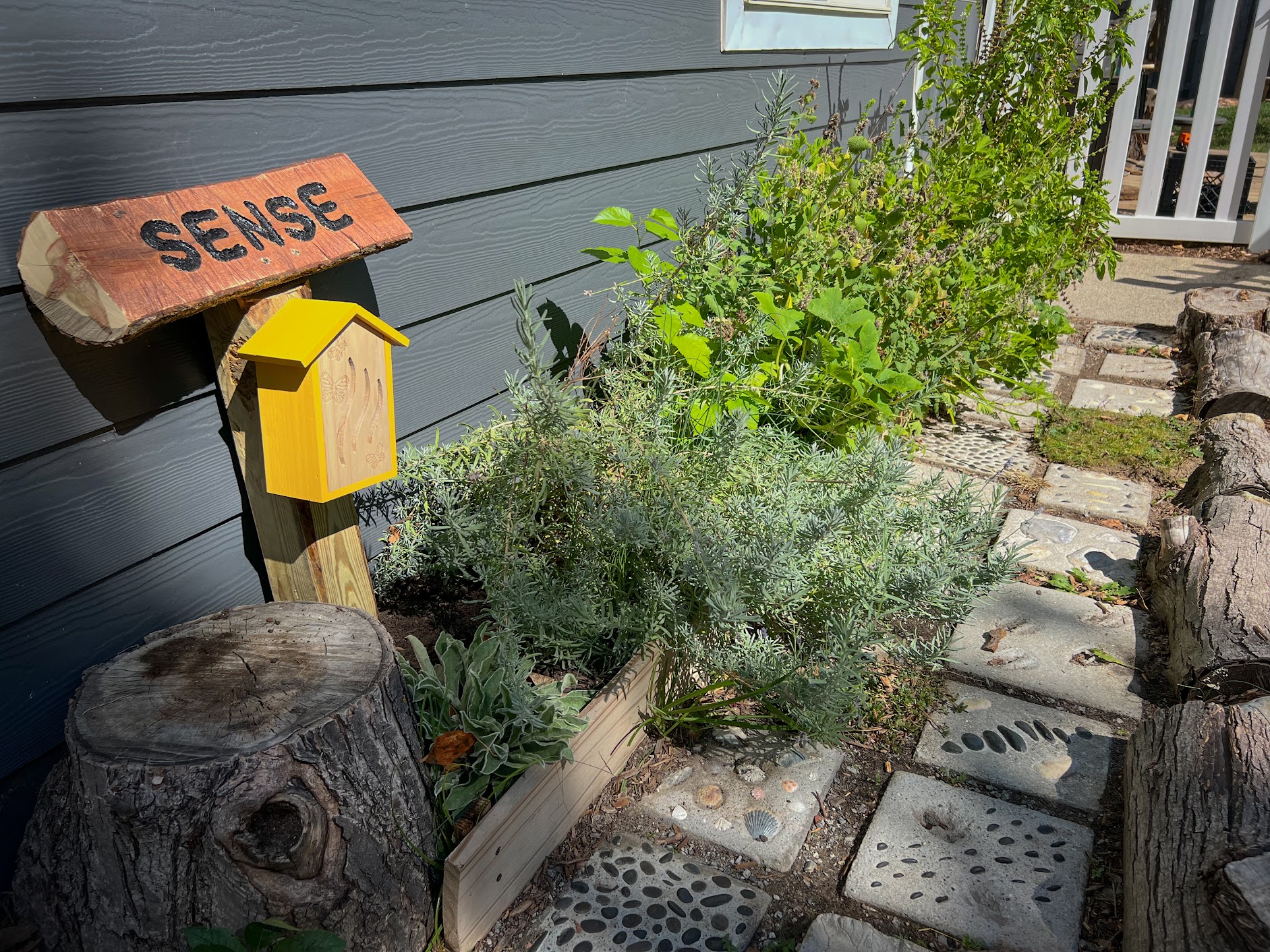 Herbs and other plants growing beside a sensory garden path with a small yellow box