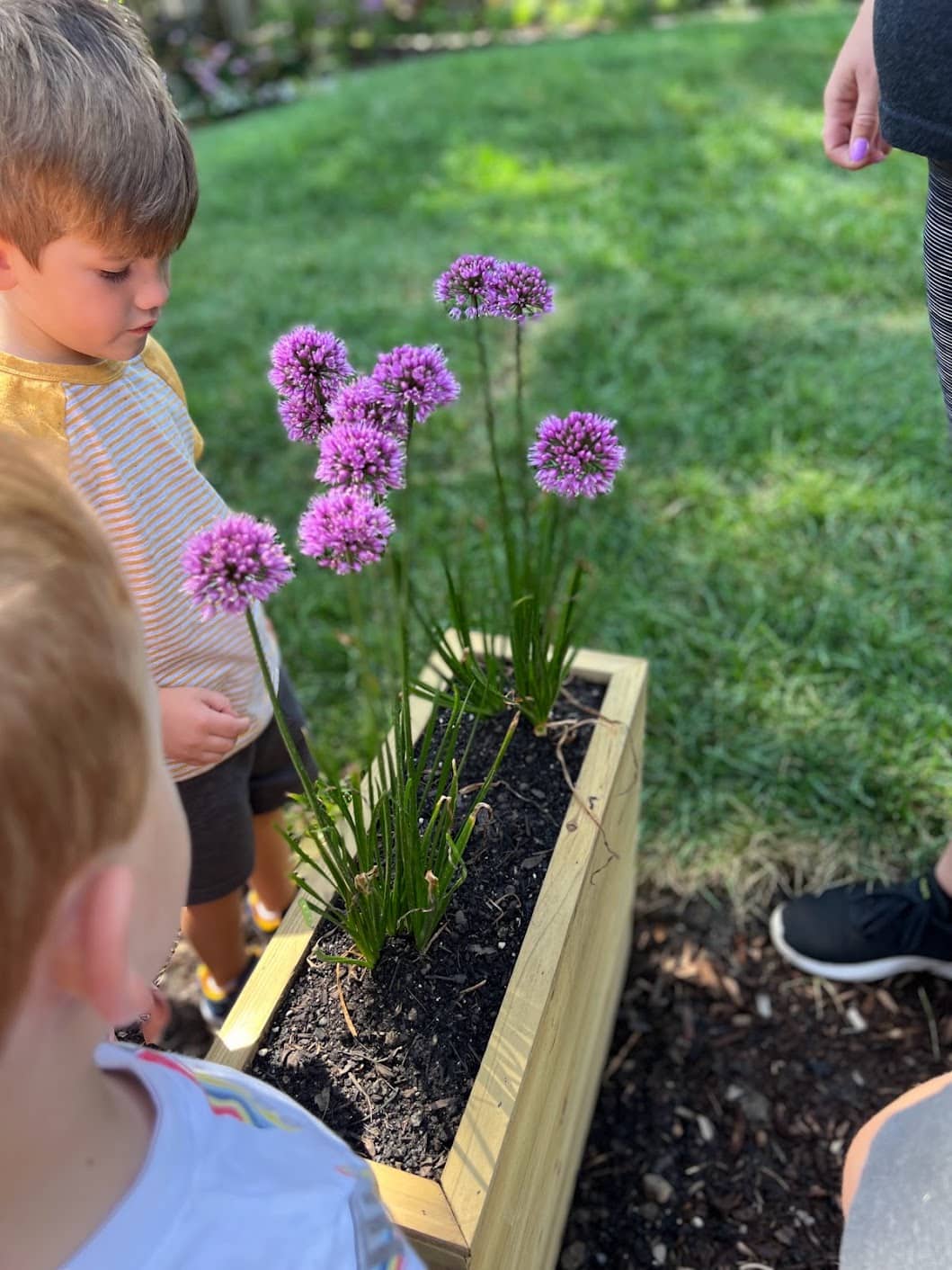 Children observing purple flowering plants in a wooden planter outdoors